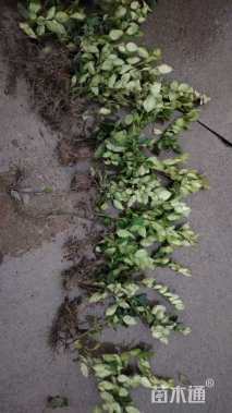 高度50厘米金森女贞