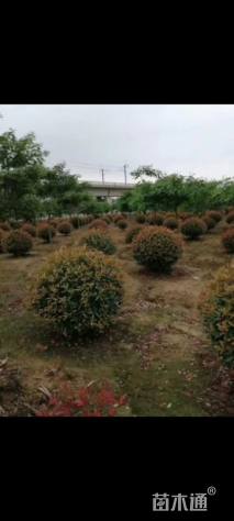 冠幅50厘米红叶石楠球
