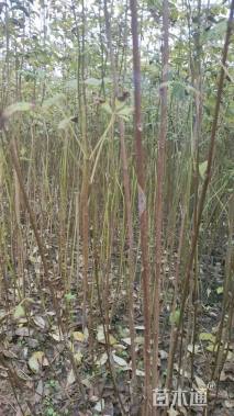 高度100厘米黄柏小苗