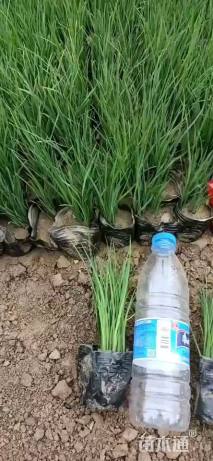 高度30厘米马莲