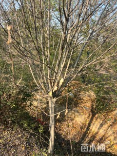 高度300厘米木槿