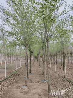 8公分长枝榆