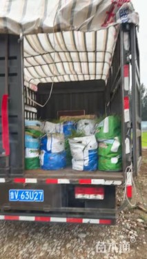 高度40厘米迷迭香