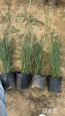 高度80厘米拂子茅