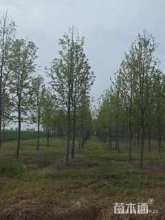 14公分北美枫香