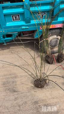 高度150厘米迎春花