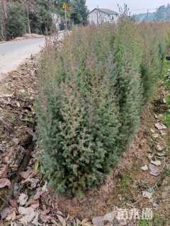 高度80厘米川柏