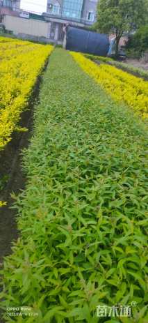 高度35厘米粉花绣线菊