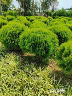 冠幅200厘米洒金柏球