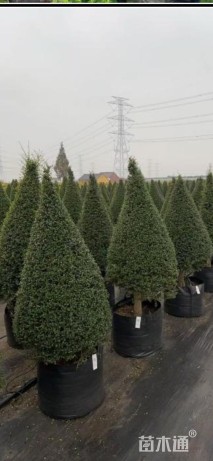 8公分造型亮晶女贞