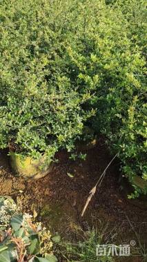 冠幅70厘米火棘球