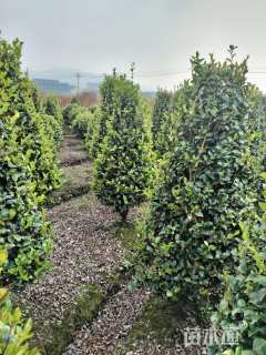 高度150厘米茶梅