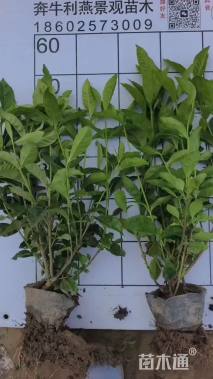 高度40厘米大叶栀子