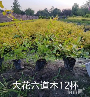 高度25厘米大花六道木