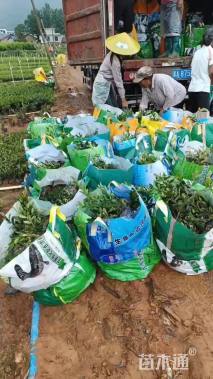 高度20厘米蚊母球