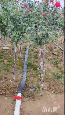 高度120厘米月季