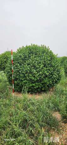 冠幅250厘米卫矛球