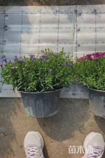 高度15厘米荷兰菊