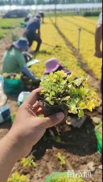 高度20厘米过路黄