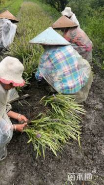 高度25厘米金边阔叶麦冬