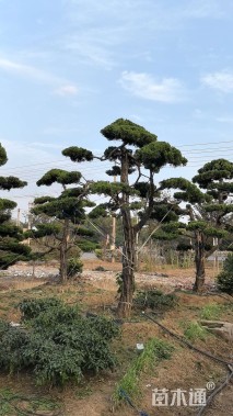 15公分造型龙柏