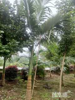 裸干高300厘米假槟榔