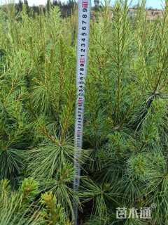 高度100厘米华山松