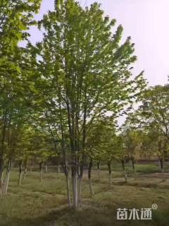 高度800厘米丛生美国红枫