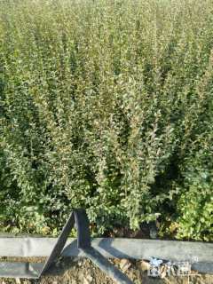 高度60厘米小叶女贞