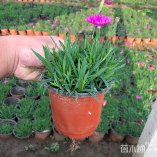 高度13厘米欧石竹