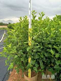 高度20厘米大红花