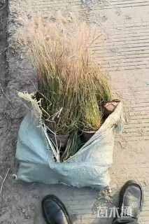 高度40厘米小兔子狼尾草