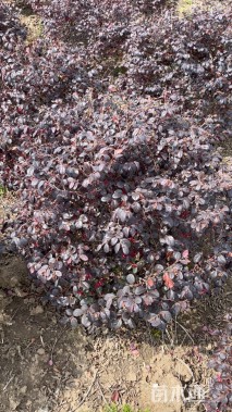 冠幅80厘米红花继木球