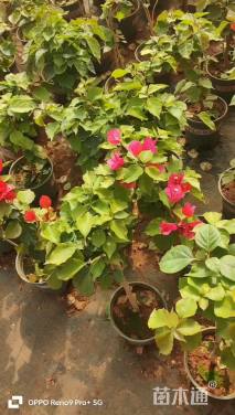 高度40厘米三角梅