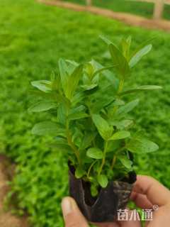 高度10厘米千屈菜