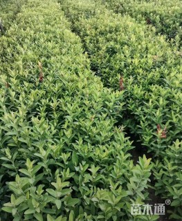 高度30厘米金丝桃