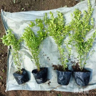 高度40厘米小叶女贞