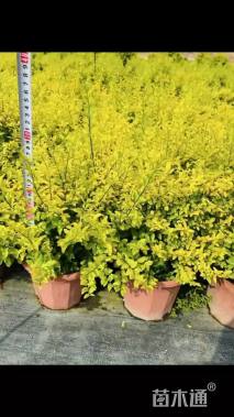 高度25厘米金叶女贞