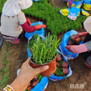 高度18厘米地被石竹