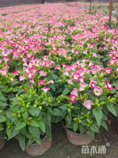 高度15厘米夏堇