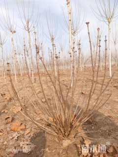 高度1.2厘米丛生紫丁香