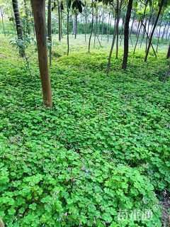 高度20厘米红花酢浆草