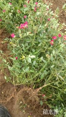 高度35厘米丰花月季