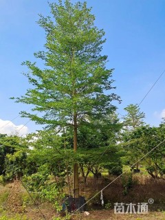 12公分小叶榄仁