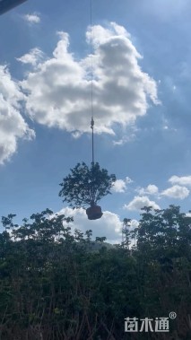 高度250厘米黄皮