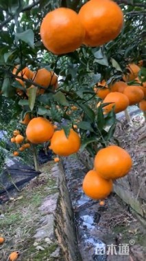 高度60厘米黄美人柑橘苗