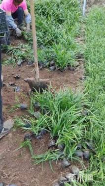 高度15厘米兰花三七草