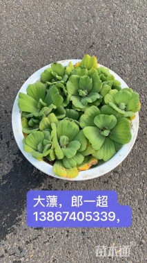 高度15厘米大薸