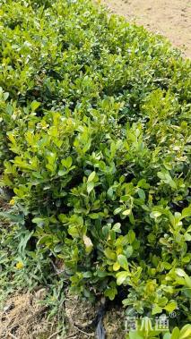 高度30厘米瓜子黄杨小苗