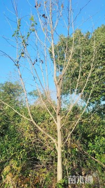 12公分二乔玉兰